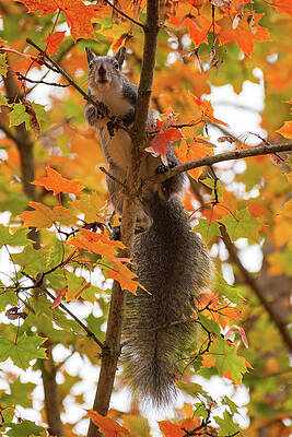 Oregon Photograph - Who Are You by Diane Moller