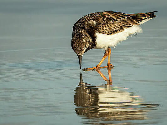 Reflection Photograph - Who Are You by Dodie Ross
