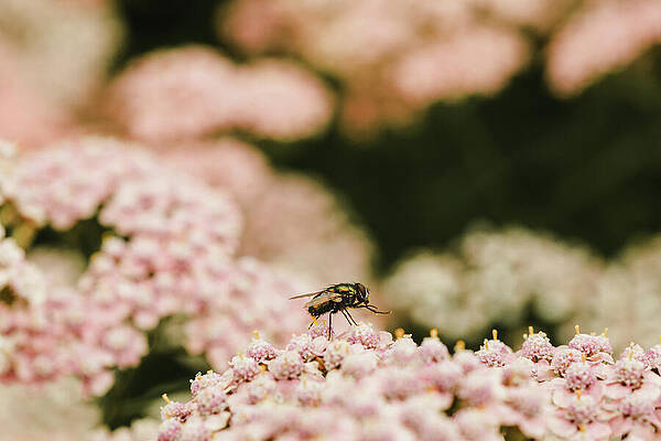 Flower Photograph - Who Knew Flies Could Be Pretty by Nova Rae