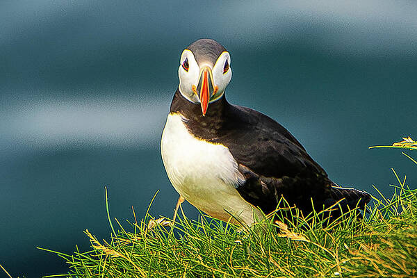 Vibrant Photograph - Who Me? by Jon Snyder