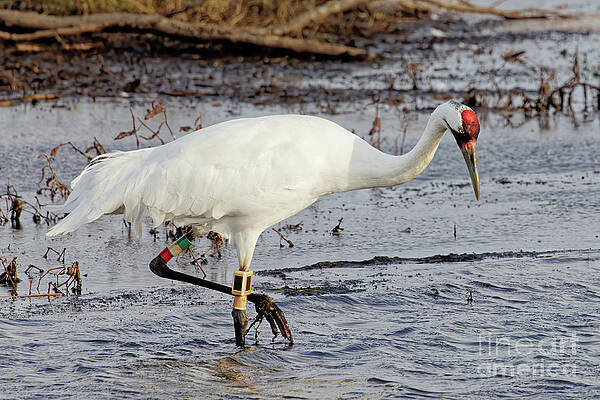 Marsh Photograph - Whooping Crane In Necedah by Natural Focal Point Photography