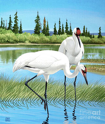 Whooping Cranes On Edge Of Pond Print