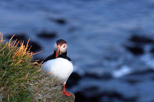 Puffin Photograph - Who's There? by Christopher Mathews