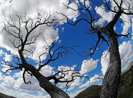 Entwined Branches Against Blue Sky Wall Art