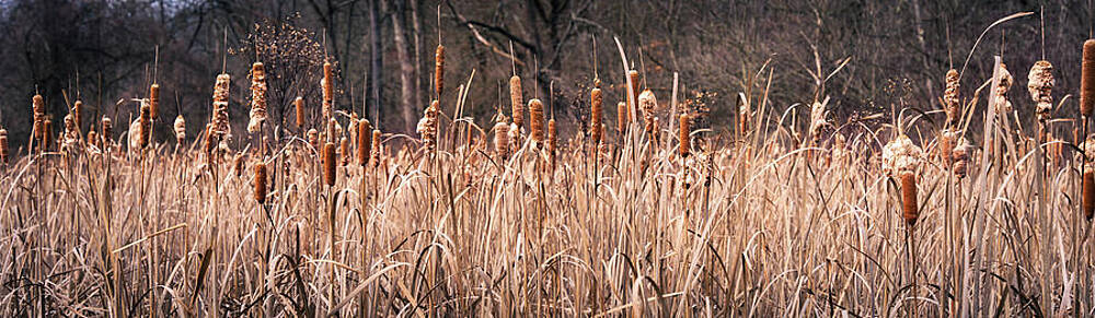 Natural Photograph - Wide View Of Winter Cattails by Jason Fink