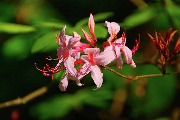 Wall Art featuring the photograph Wild Azela Of The Vermont Appalachian Trail by Raymond Salani III