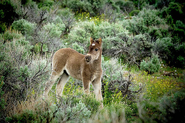 Flower Photograph - Gray Wild Mustang Foal Standing In Sagebrush And Yellow Wildflowers by Waterdancer