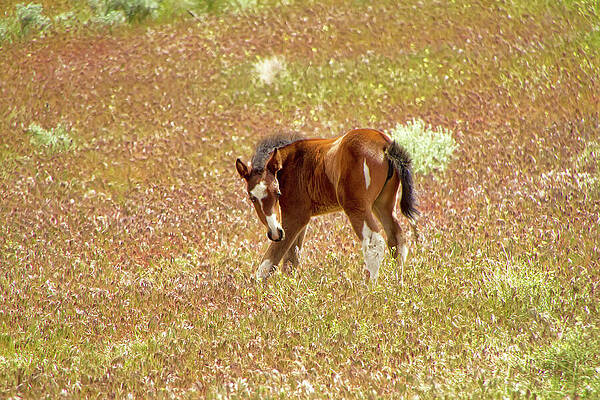 Flower Photograph - Wild Mustang Paint Foal In Golden Spring Meadow by Waterdancer