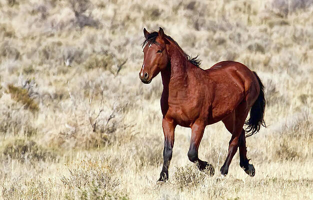 Animal Photograph - Wild Bay Stallion Samuri by Waterdancer