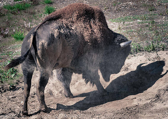 Wild Wall Art featuring the photograph Wild Bison In Yukon Canada by Shannon Williams