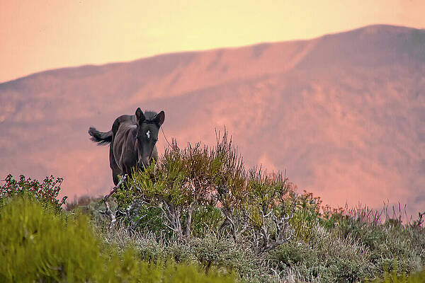 Wall Art featuring the photograph Wild Mustang Black Foal Among A Red Sunset by Waterdancer