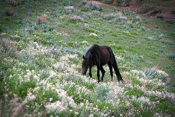 Animal Photograph - Wild Black Horse Among White Flowers by Waterdancer
