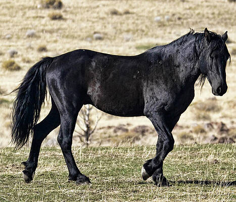 Animal Photograph - Wild Black Stallion Mustang by Waterdancer