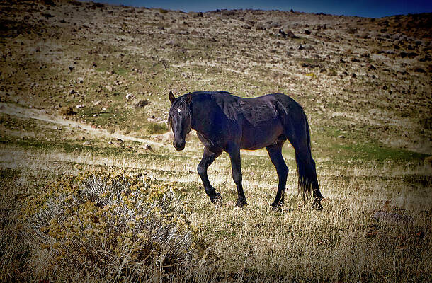 Wall Art featuring the photograph Black Wild Mustang Stallion With White Star by Waterdancer