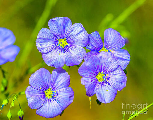 Colorado Wall Art featuring the photograph Wild Blue Flax by Shirley Dutchkowski
