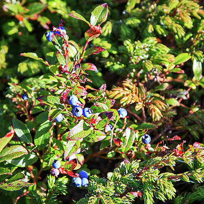 Wall Art featuring the photograph Wild Blueberry Bushes In Newfoundland by Tatiana Travelways