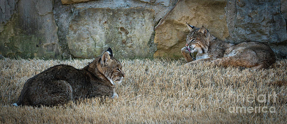 Texas Wall Art featuring the photograph Wild Bobcats Portrait by Ron Long Ltd Photography