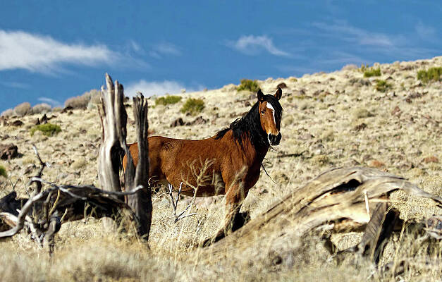 Animal Photograph - Wild Brown Mustang Stallion In The Wild by Waterdancer