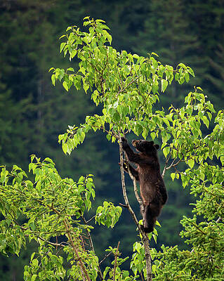 Wall Art featuring the photograph Wild Brown Or Black Bear Cub High In Tree In Alaska by Steven Heap