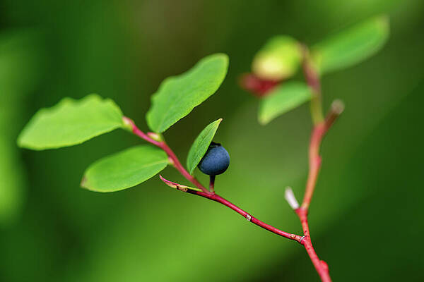 Nature Wall Art featuring the photograph Wild But Shy Blueberry by Chad Thunberg