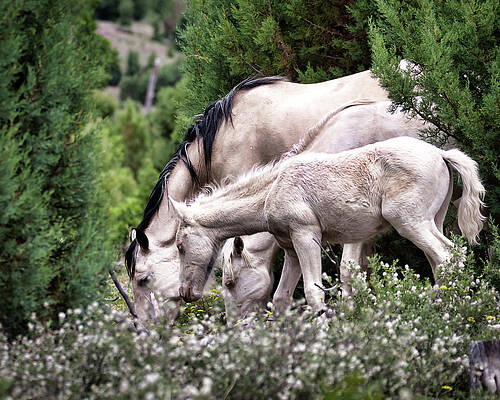 Nature Photograph - Wild Flower Breakfast 2 by American Landscapes