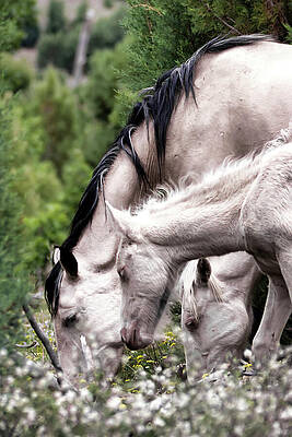 Nature Photograph - Wild Flower Breakfast by American Landscapes