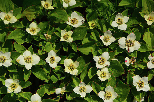Wall Art featuring the photograph Wild Flowers Of Stratton Mountain by Raymond Salani III