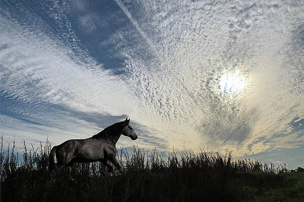 Photograph - Wild Horse 3C - Ranger by Sally Fuller