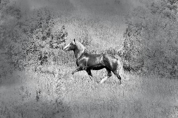 Photograph - Wild Horse 6C - Flax by Sally Fuller