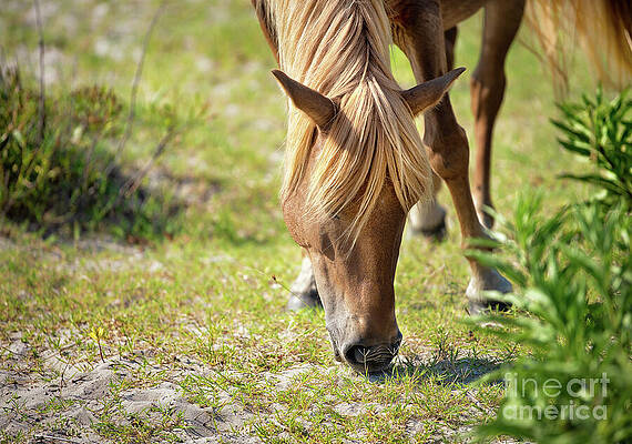 Wall Art featuring the photograph Wild Horse - Flaxen Chestnut by Rehna George