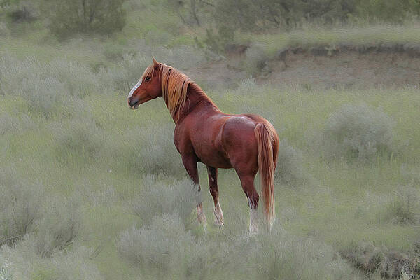 Photograph - Wild Horses 10A by Sally Fuller