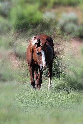 Photograph - Wild Horses 11C Flax by Sally Fuller
