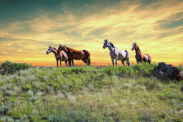 Photograph - Wild Horses 5B by Sally Fuller