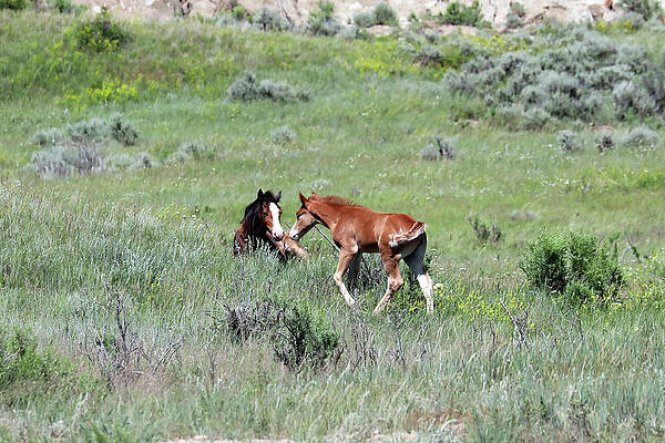 Photograph - Wild Horses 8A by Sally Fuller