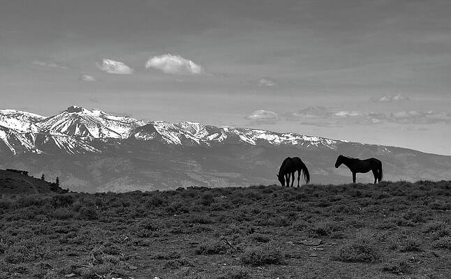 Wild Photograph - Wild Horses Among The Sierra Nevada Mountains by Waterdancer