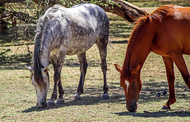 Desert Wall Art featuring the photograph Wild Horses At Butcher Jones 1 by Dawn Richards