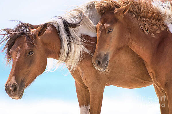Wall Art featuring the photograph Wild Horses - By The Sea by Rehna George
