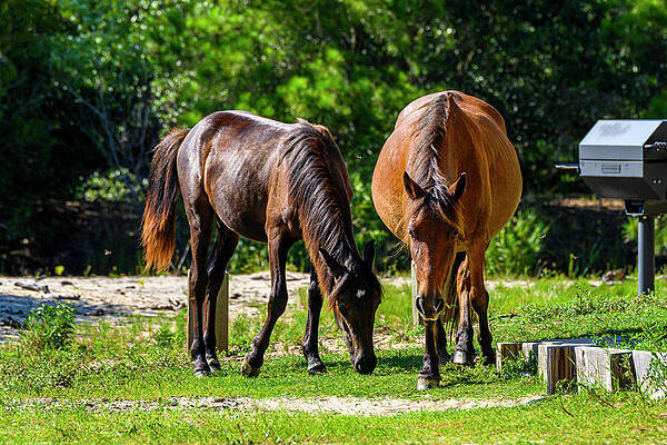Nature Photograph - Wild Horses In The Neighborhood by Anthony Hightower
