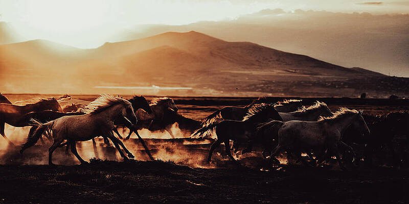 Mountain Photograph - Wild Horses Running On The Ranch by Printed View