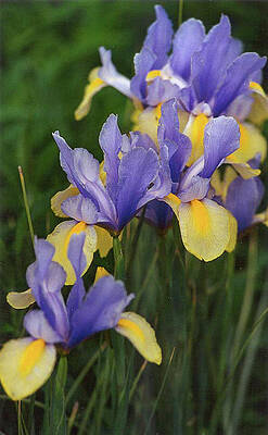 Flower Wall Art featuring the photograph Wild Iris by Bonnie Colgan