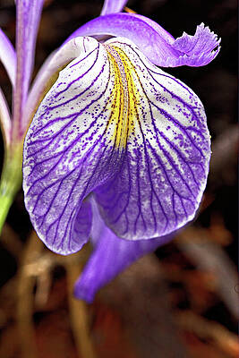 Wildflower Photograph - Wild Iris Petal by Bob Falcone