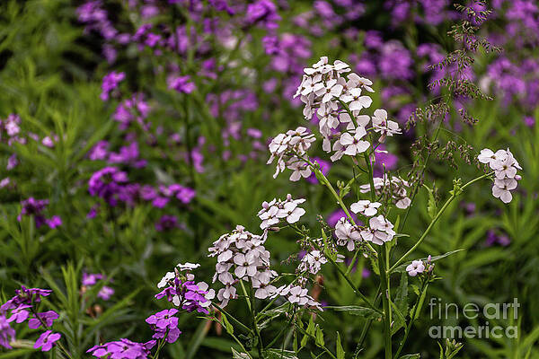 Summer Photograph - Wild Life by William Norton