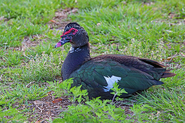 Wall Art featuring the photograph Wild Muscovy Duck by Gina Fitzhugh