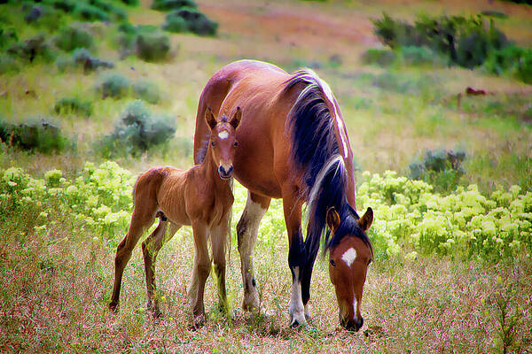 Mother Horse and Foal in Meadow Photograph