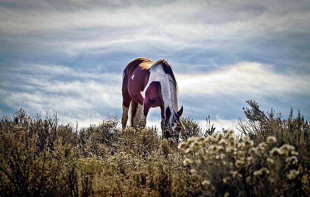 Animal Photograph - Wild Mustang Paint Horse In The Autumn Glow by Waterdancer