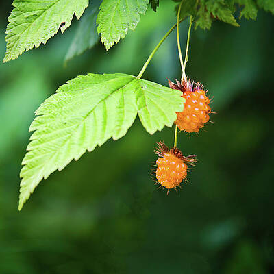 Wall Art featuring the photograph Wild Orange Berries In Late Summer by Tatiana Travelways