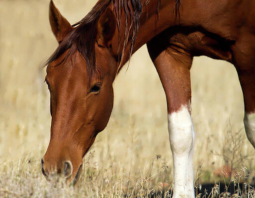 Animal Photograph - Wild Paint Horse by Waterdancer