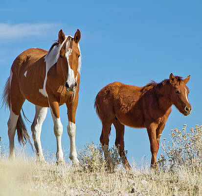 Wildlife Wall Art featuring the photograph Wild Paint Mustang Mare With Her Foal by Waterdancer