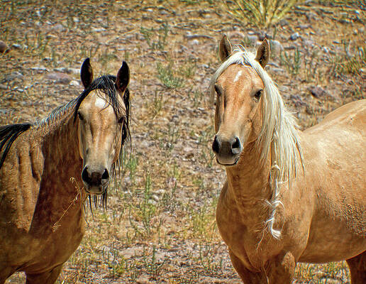 Animal Photograph - Twin Spirit Palomino Stallions by Waterdancer
