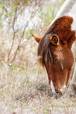 Wall Art featuring the photograph Wild Pinto - Spotted Horse by Rehna George